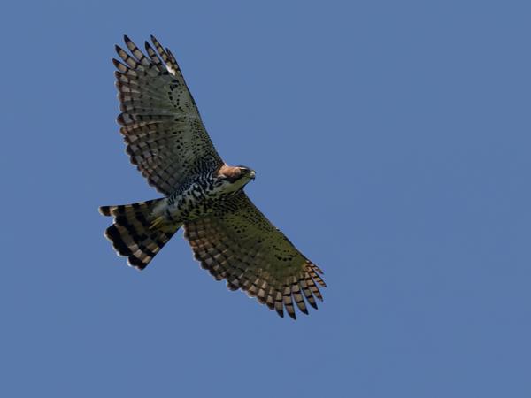 Bonte kuifarend (Spizaetus ornatus)